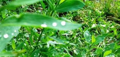 Оганян, универсальный травяной сбор - очистка организма